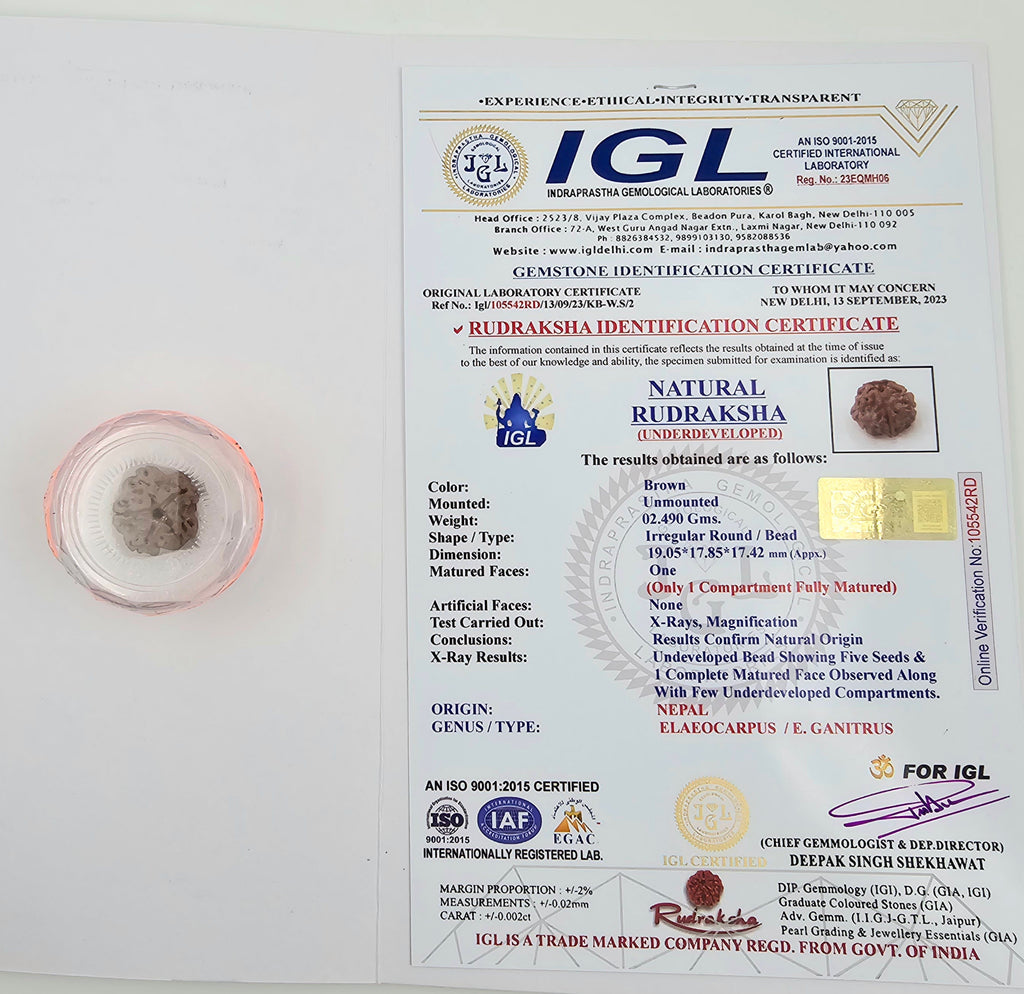 1 Mukhi Rudraksha GOL Dana