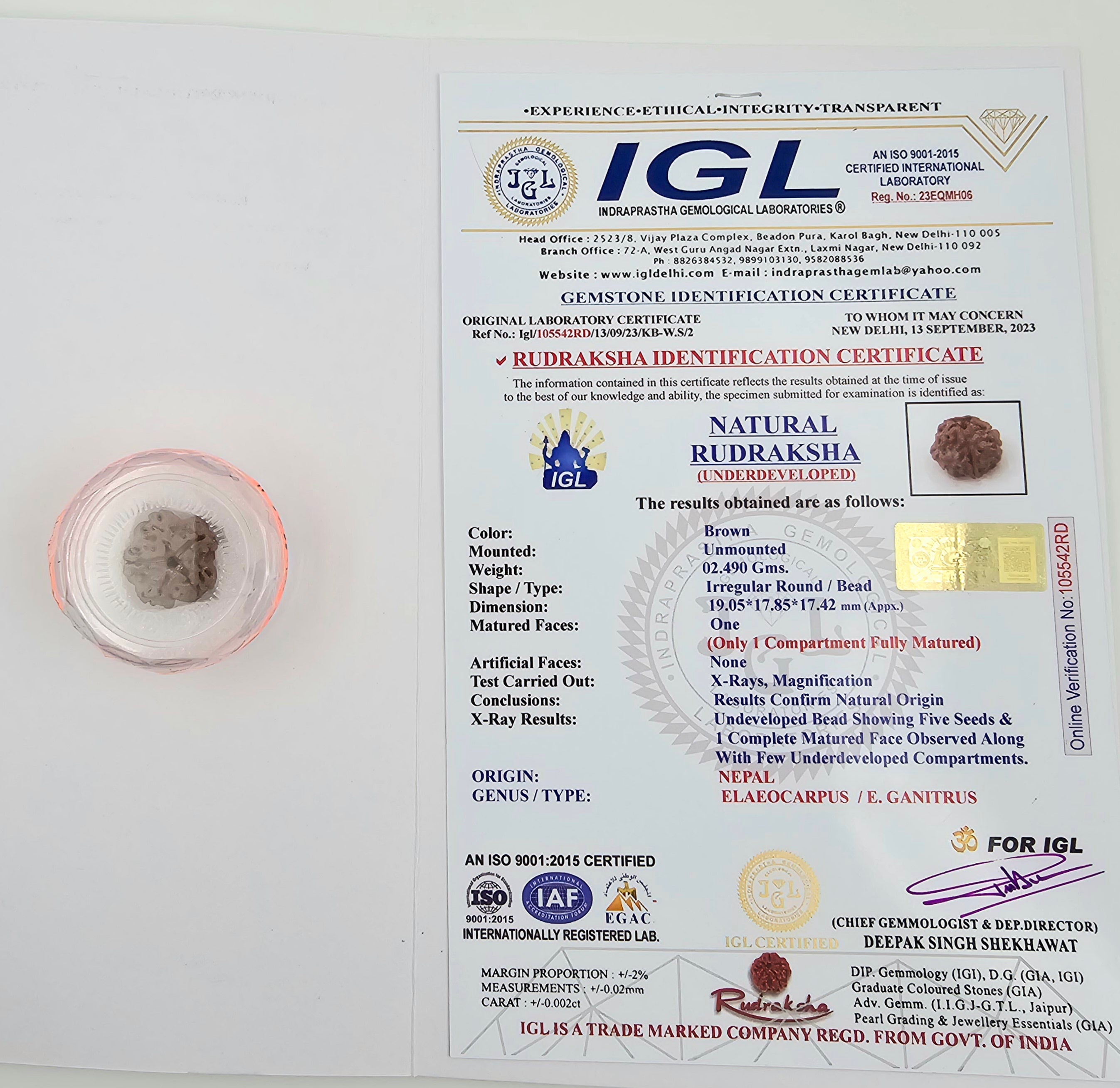 1 Mukhi Rudraksha GOL Dana