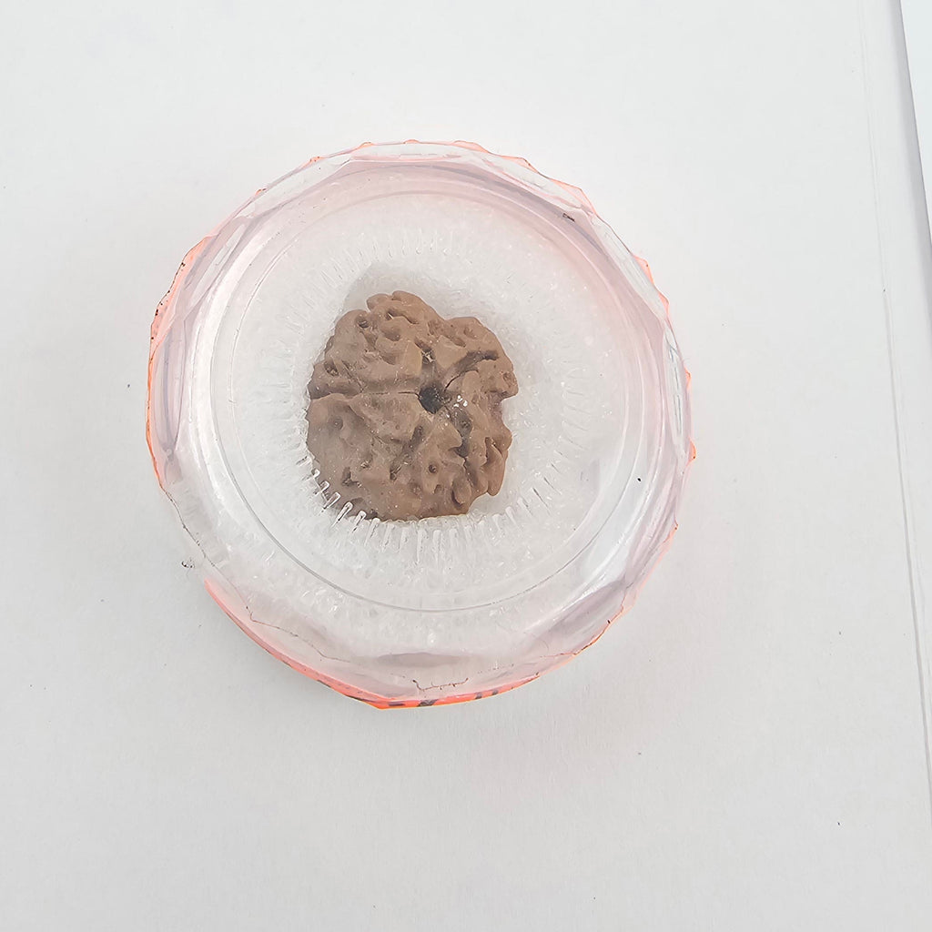 1 Mukhi Rudraksha GOL Dana