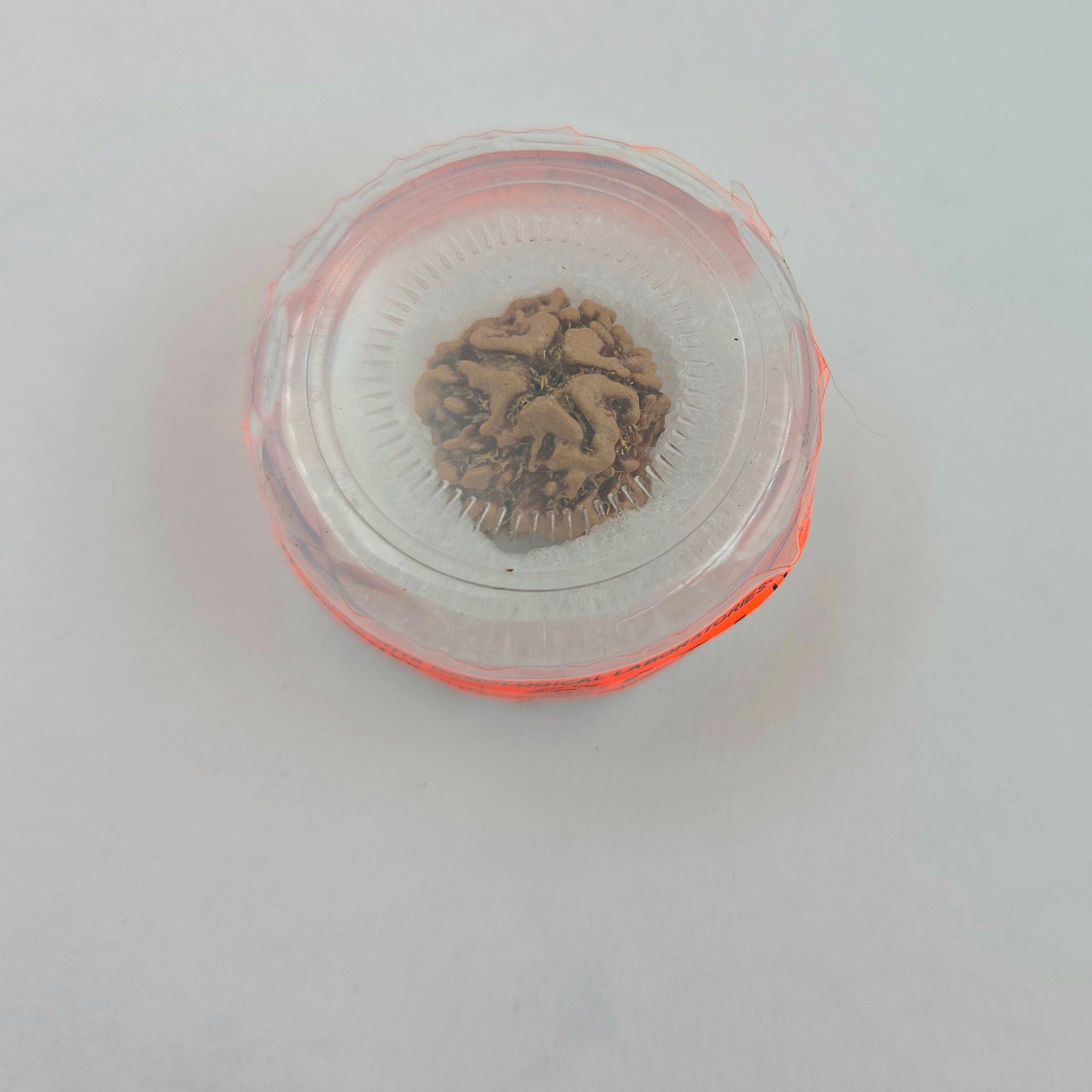 1 Mukhi Rudraksha GOL Dana