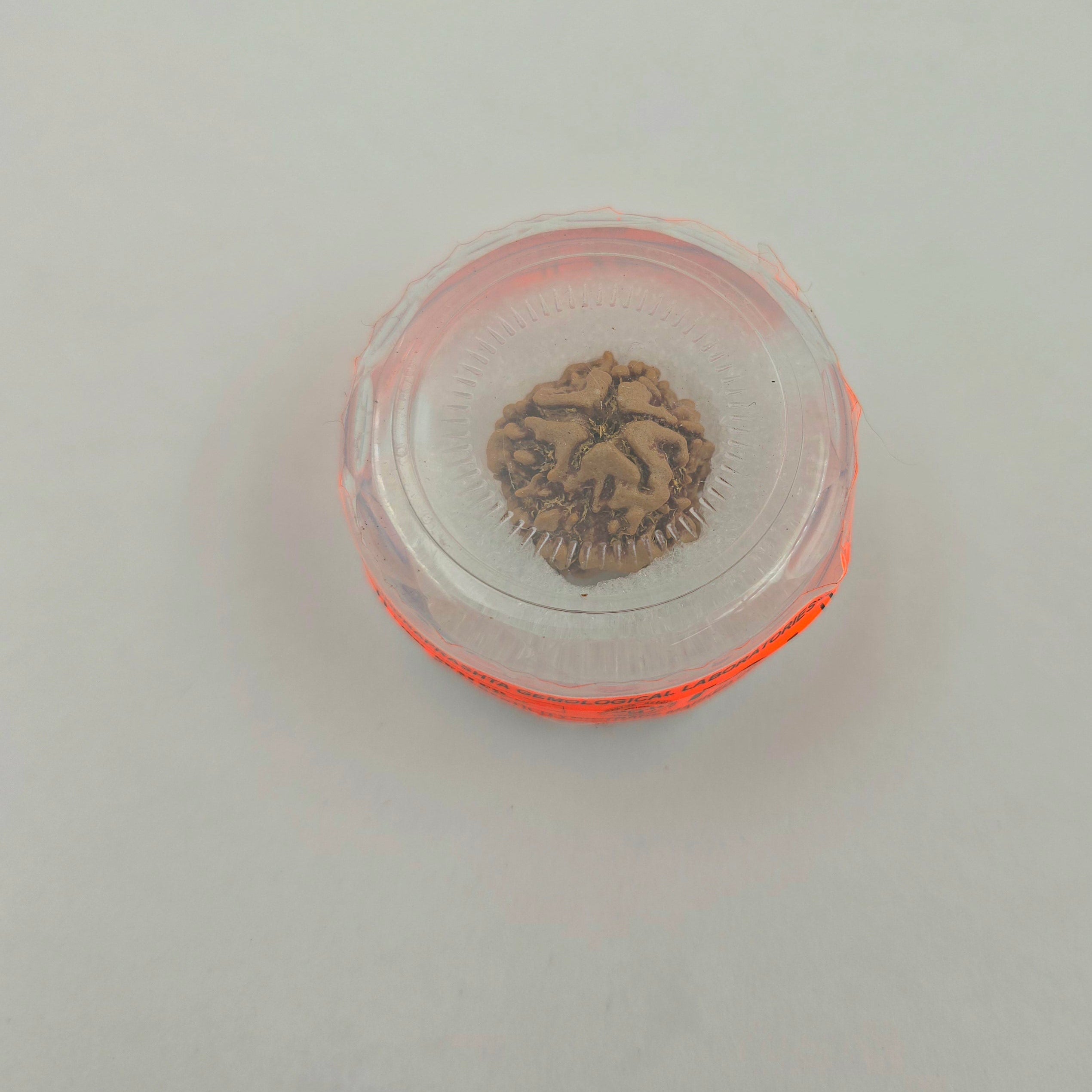 1 Mukhi Rudraksha GOL Dana