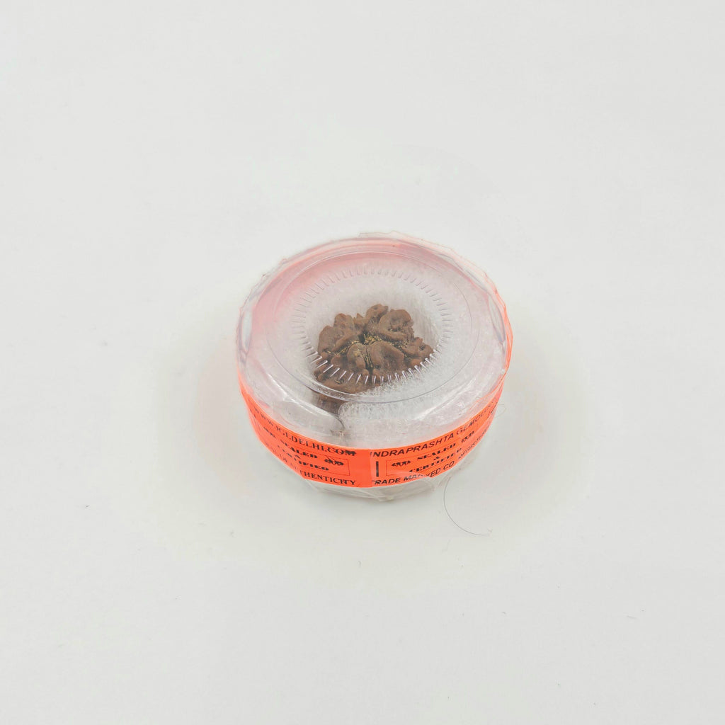 1 Mukhi Rudraksha GOL Dana