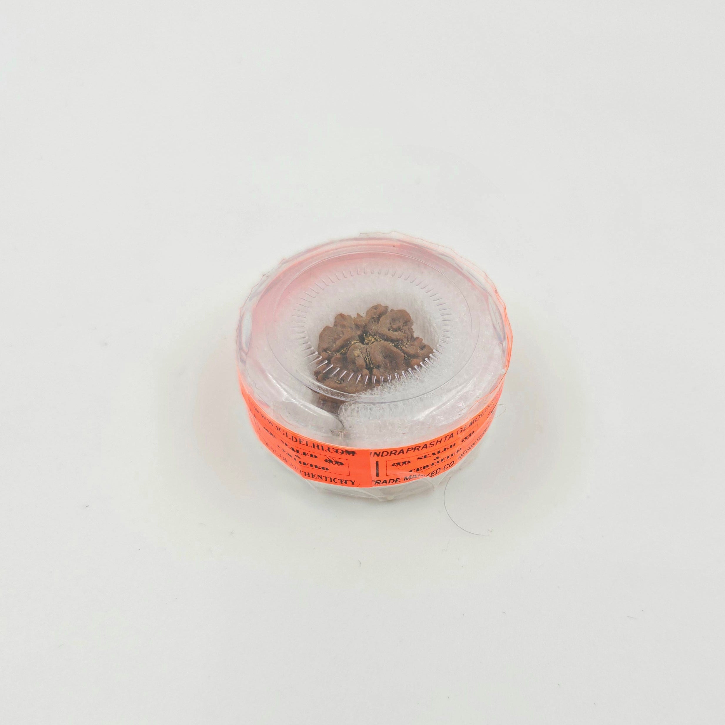 1 Mukhi Rudraksha GOL Dana