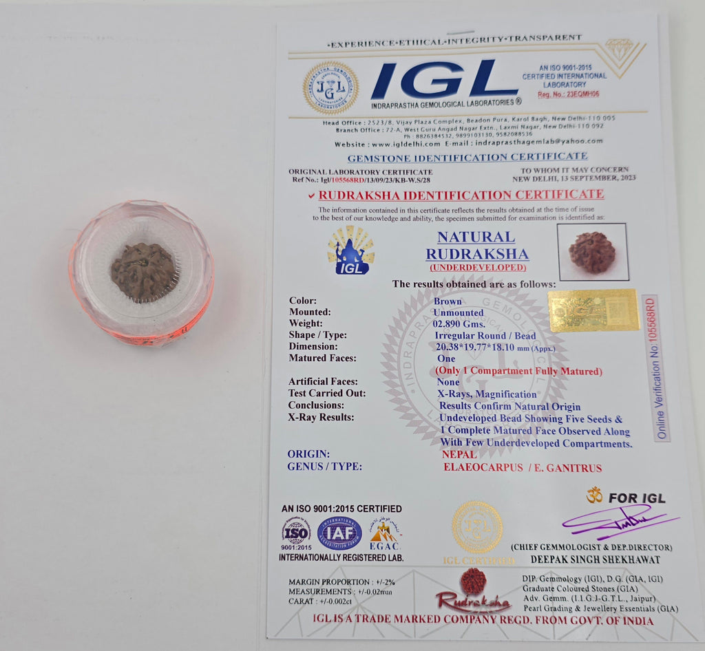 1 Mukhi Rudraksha GOL Dana