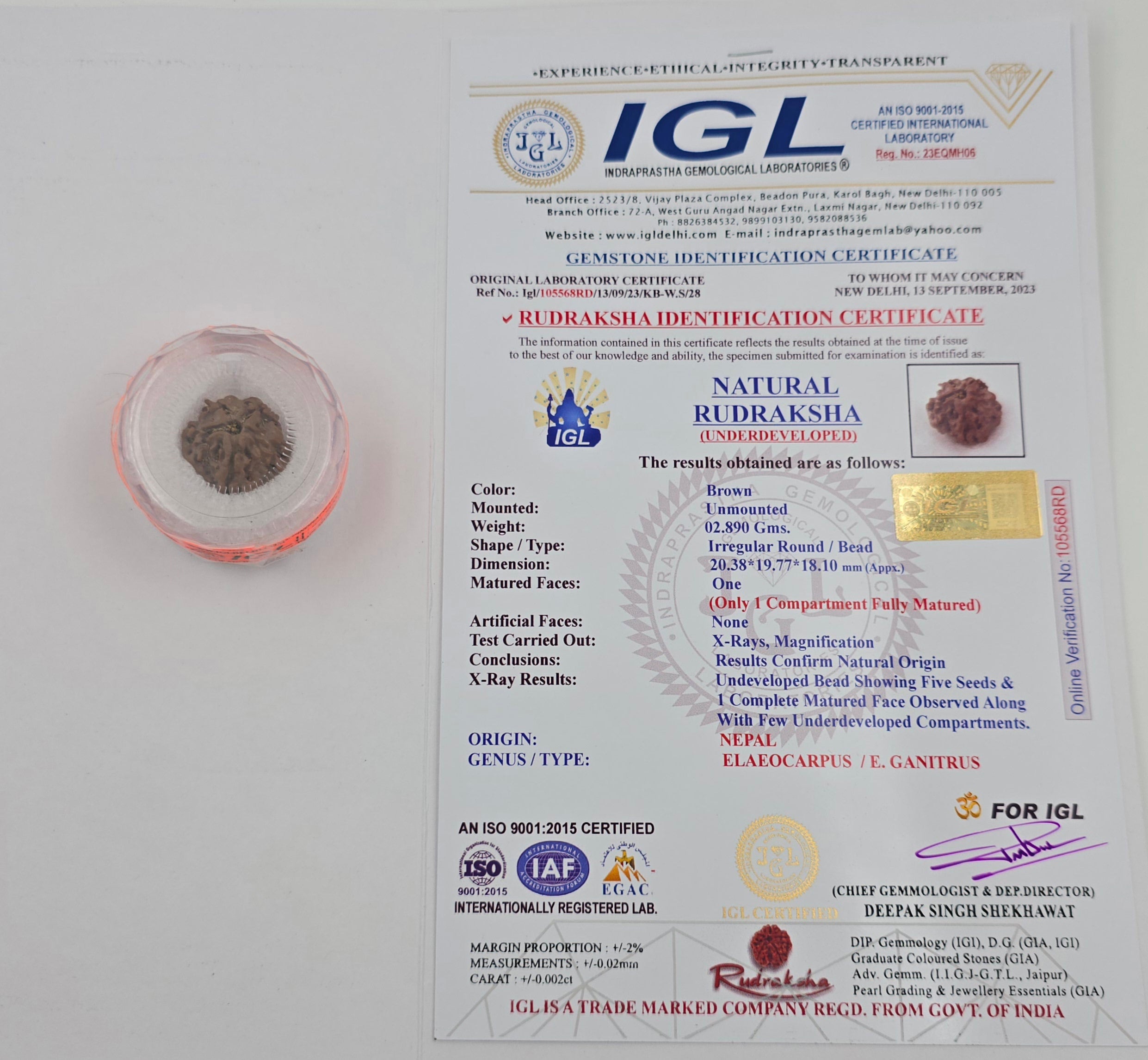 1 Mukhi Rudraksha GOL Dana