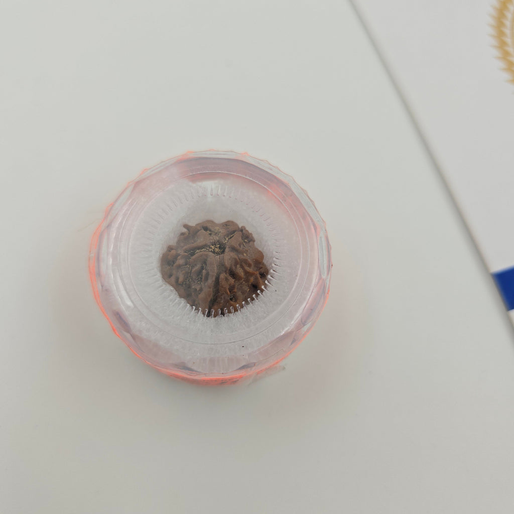 1 Mukhi Rudraksha GOL Dana