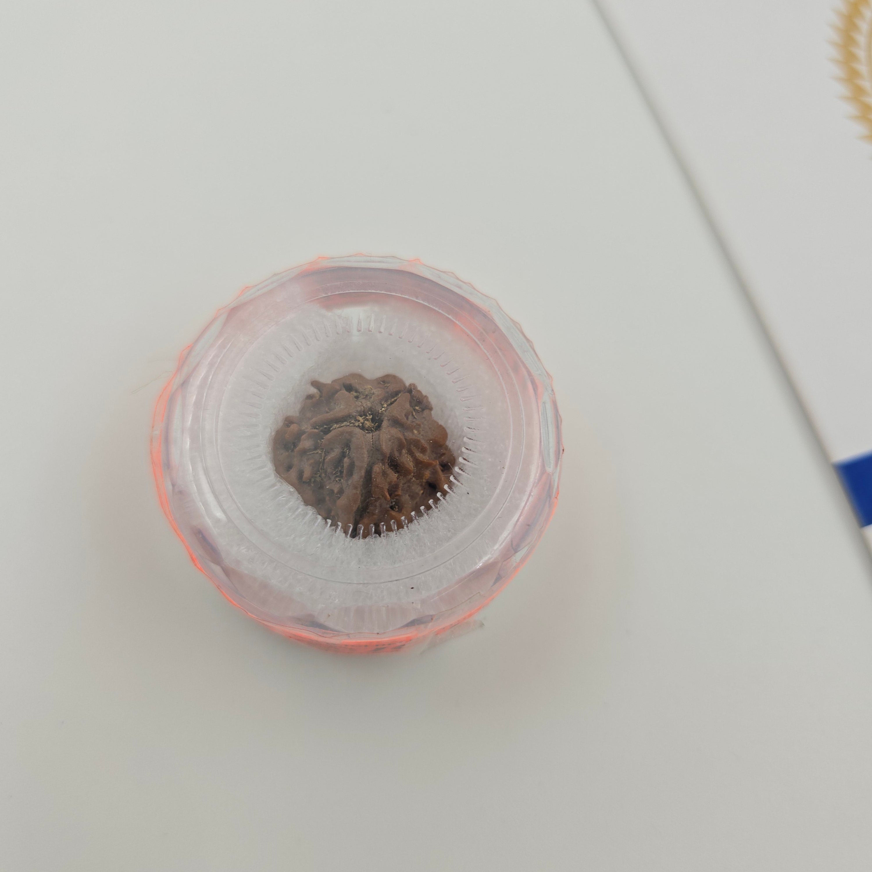 1 Mukhi Rudraksha GOL Dana