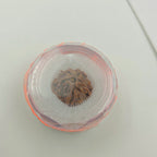 1 Mukhi Rudraksha GOL Dana