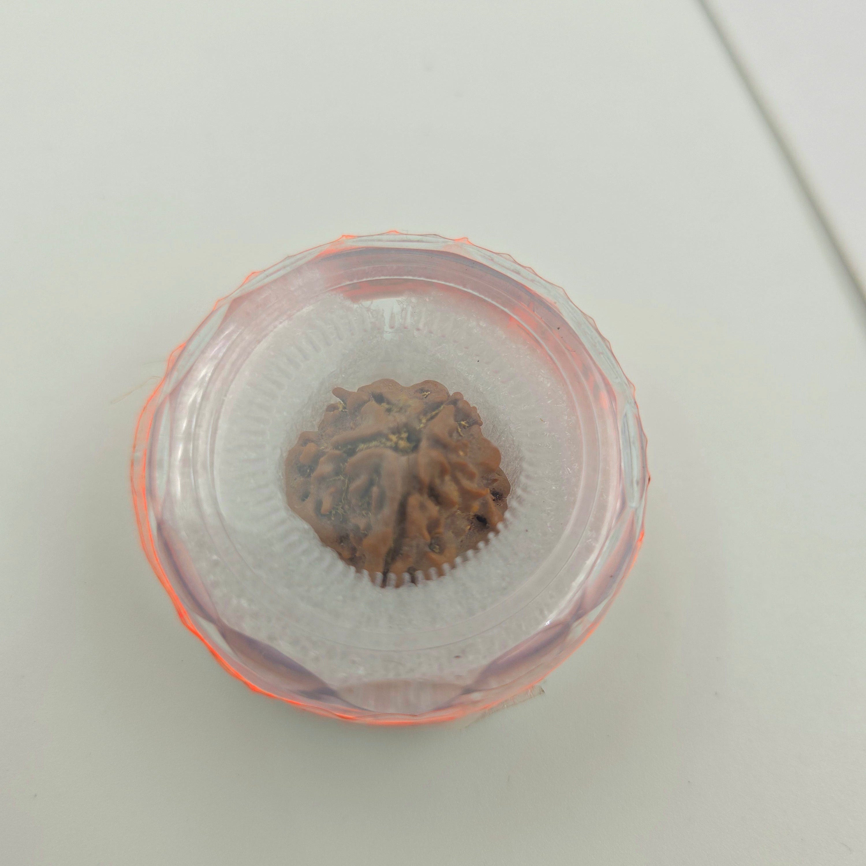 1 Mukhi Rudraksha GOL Dana