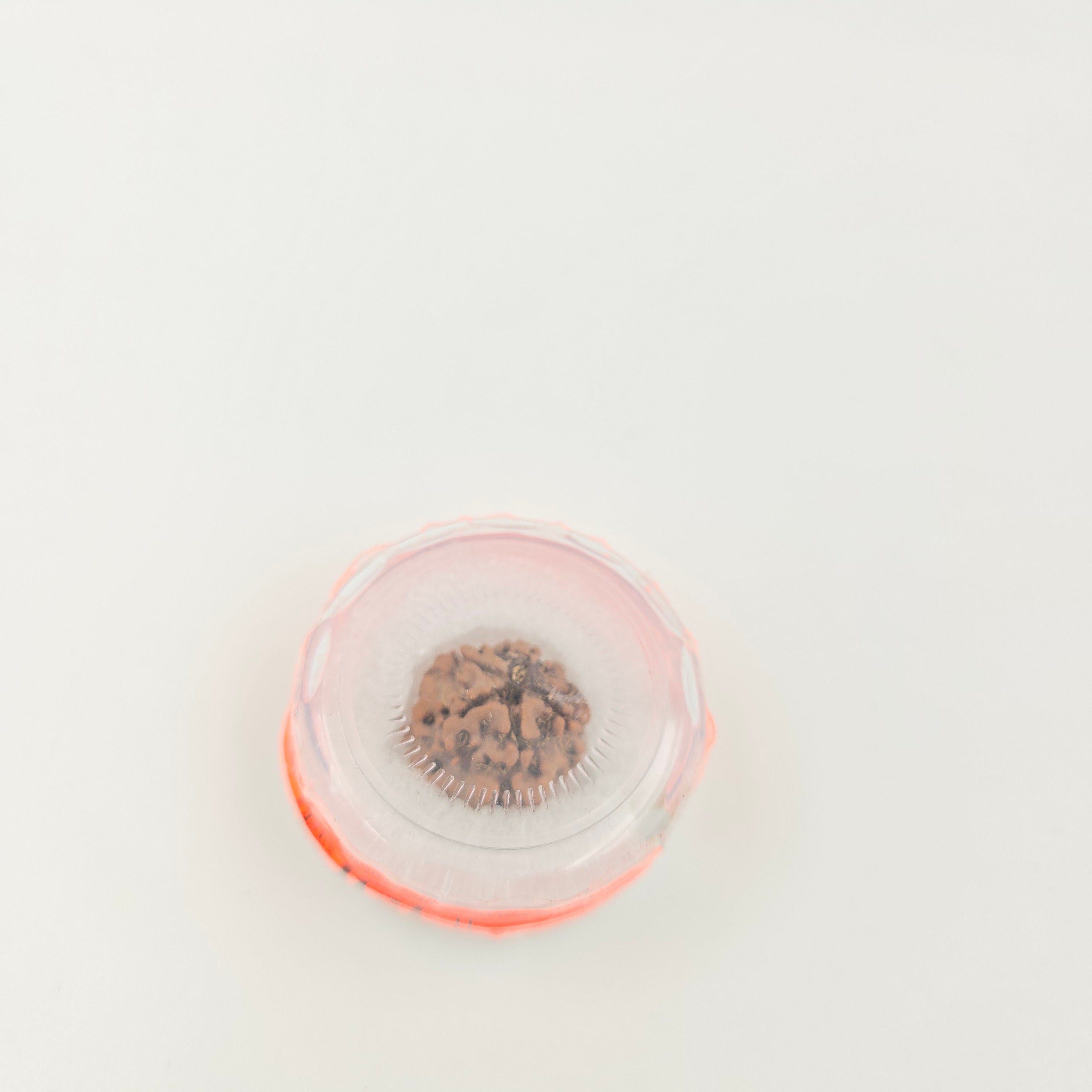 1 Mukhi Rudraksha GOL Dana