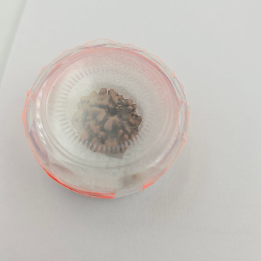 1 Mukhi Rudraksha GOL Dana