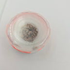 1 Mukhi Rudraksha GOL Dana