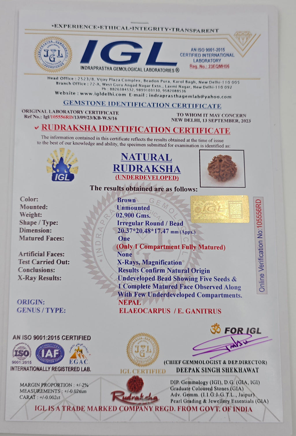 1 Mukhi Rudraksha GOL Dana