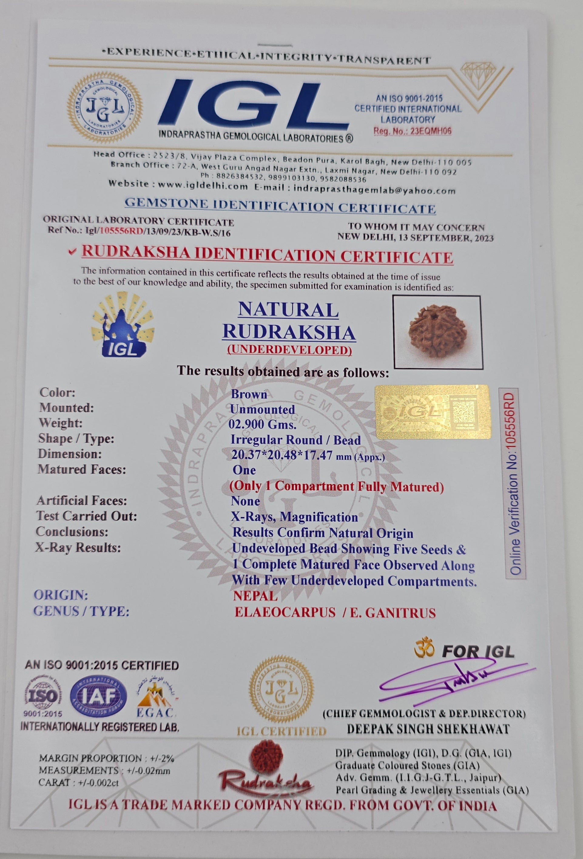 1 Mukhi Rudraksha GOL Dana
