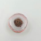 1 Mukhi Rudraksha GOL Dana