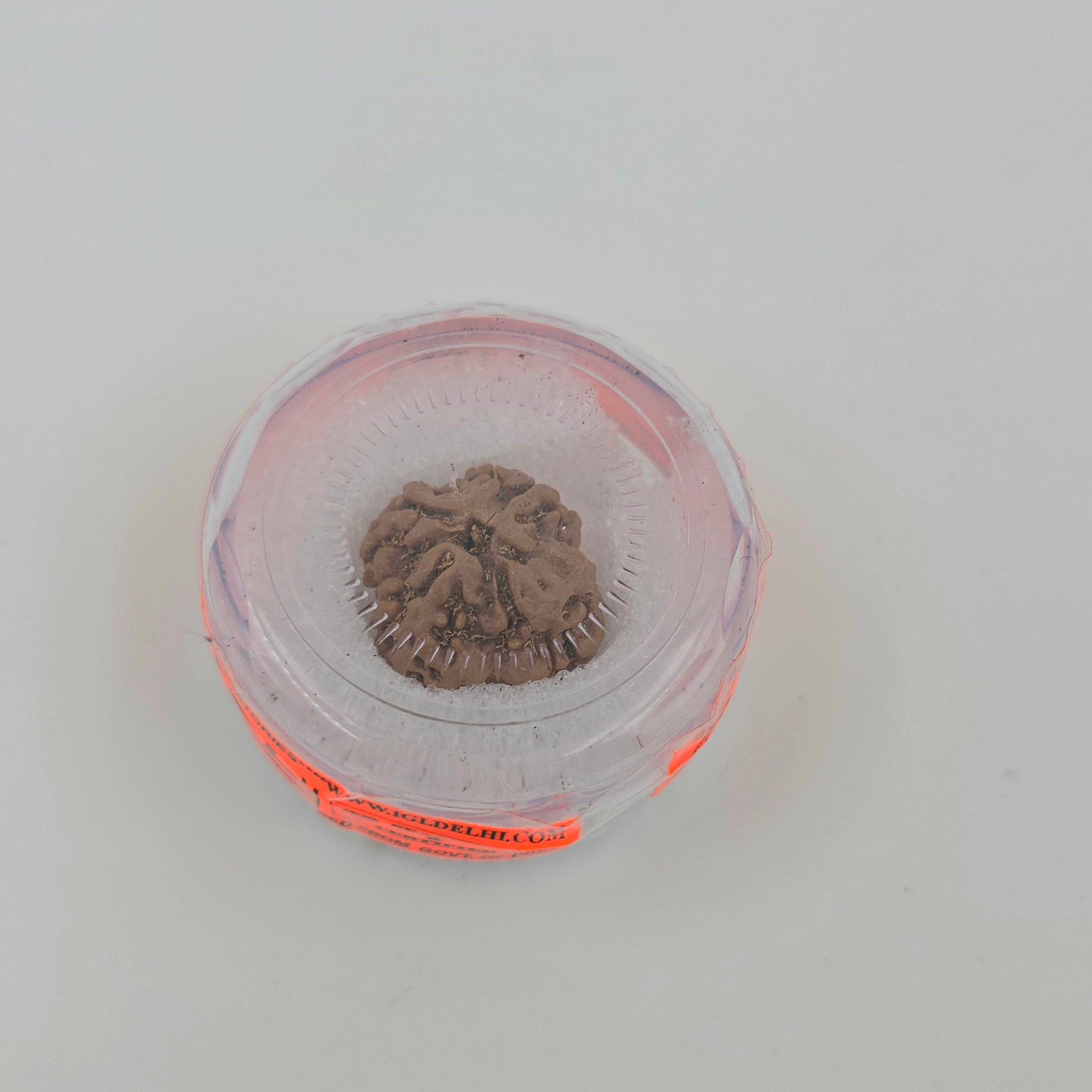 1 Mukhi Rudraksha GOL Dana