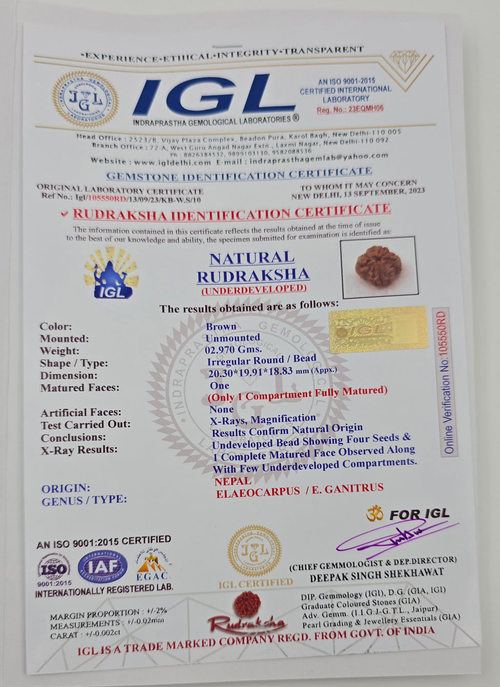 1 Mukhi Rudraksha GOL Dana
