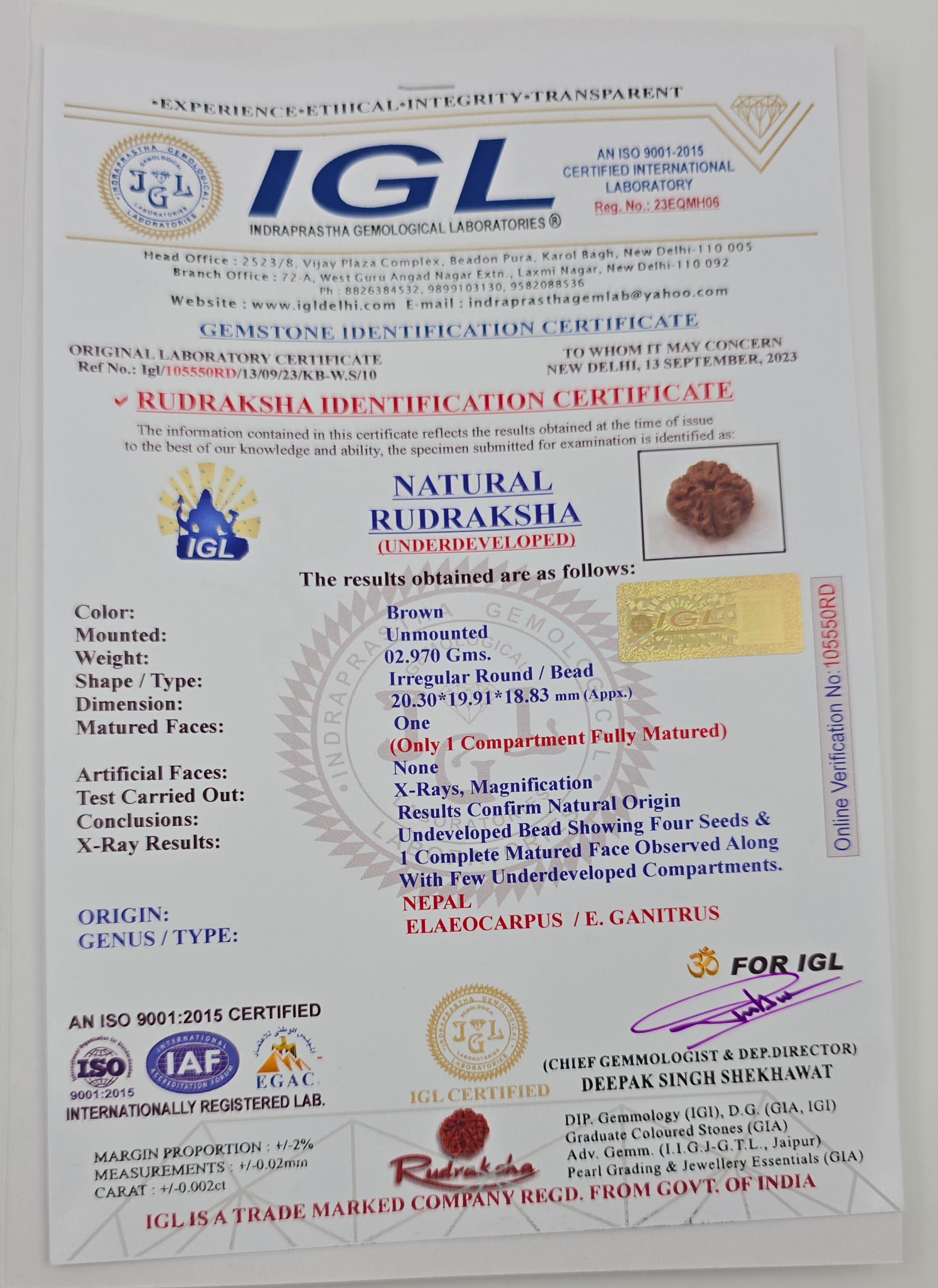 1 Mukhi Rudraksha GOL Dana