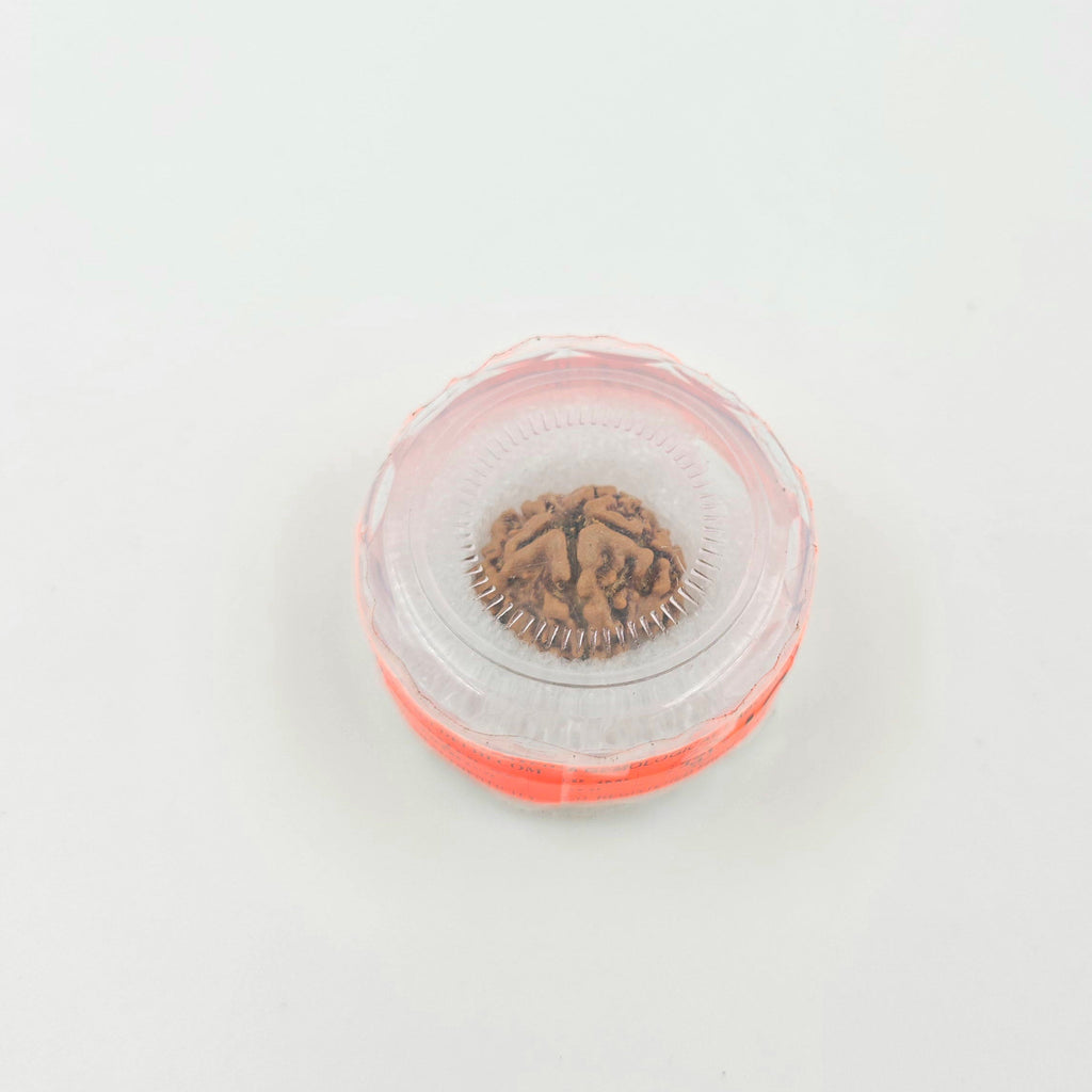 1 Mukhi Rudraksha GOL Dana