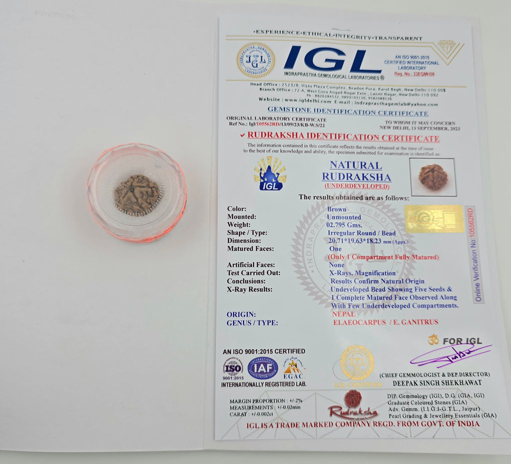 1 Mukhi Rudraksha GOL Dana