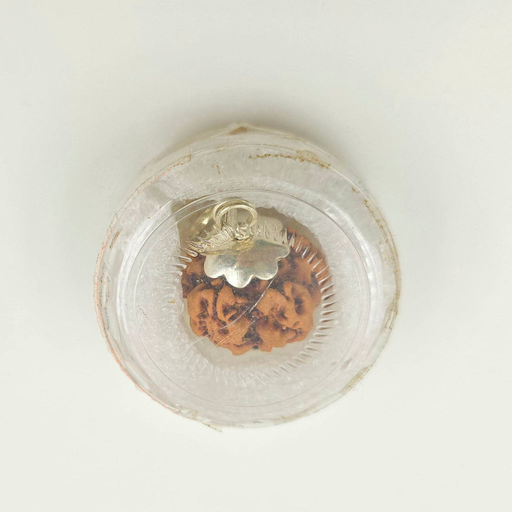 1 Mukhi Rudraksha GOL Dana