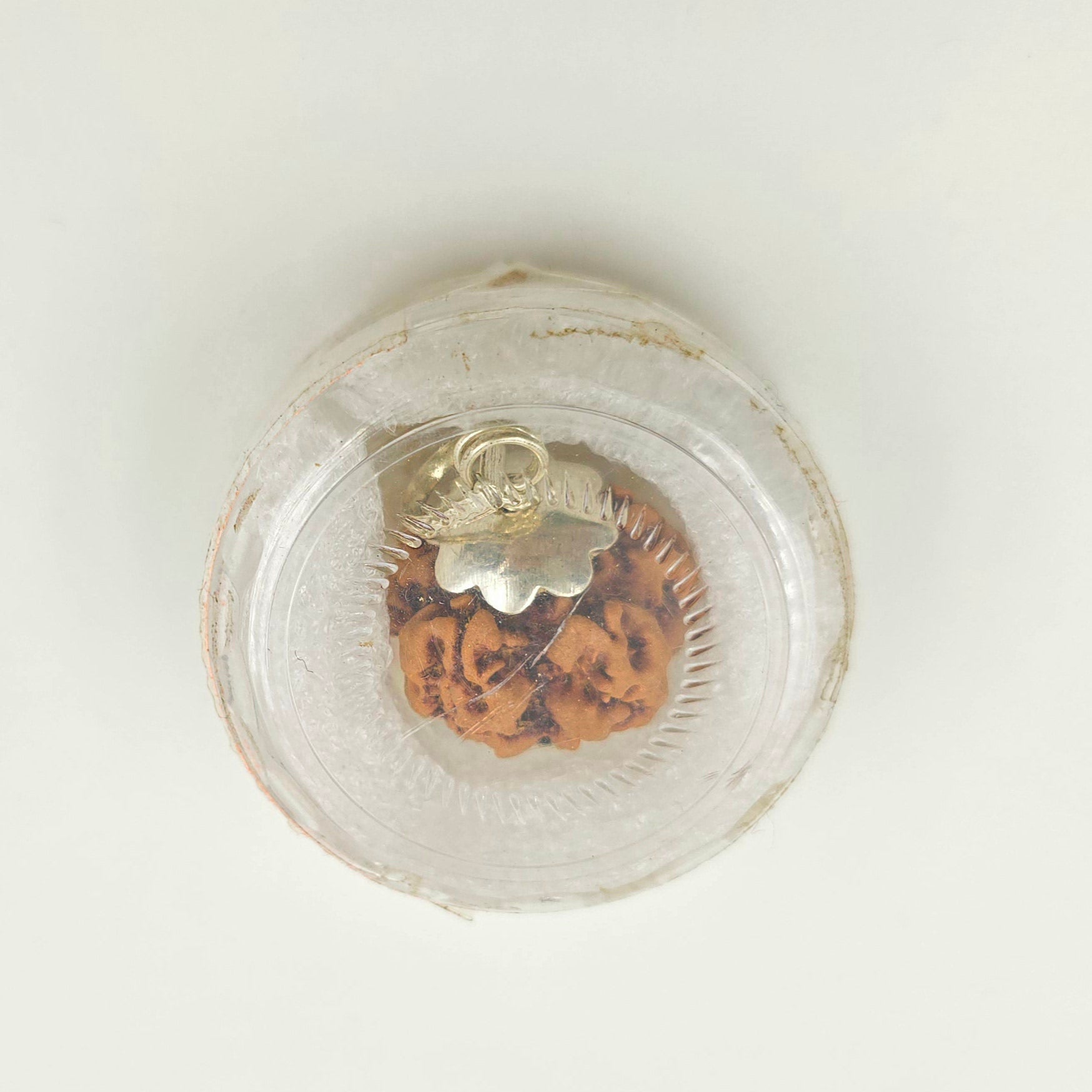 1 Mukhi Rudraksha GOL Dana