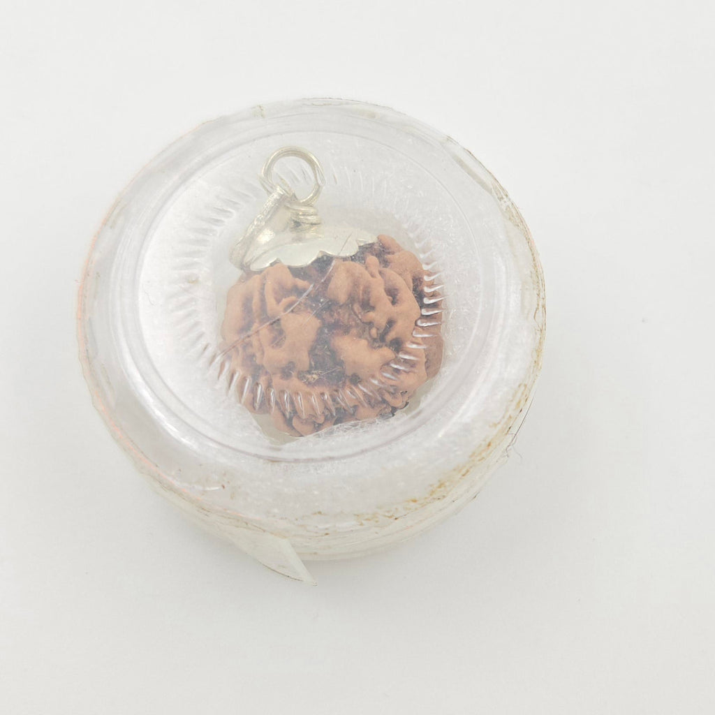 1 Mukhi Rudraksha GOL Dana