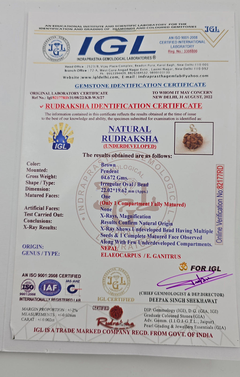 1 Mukhi Rudraksha GOL Dana