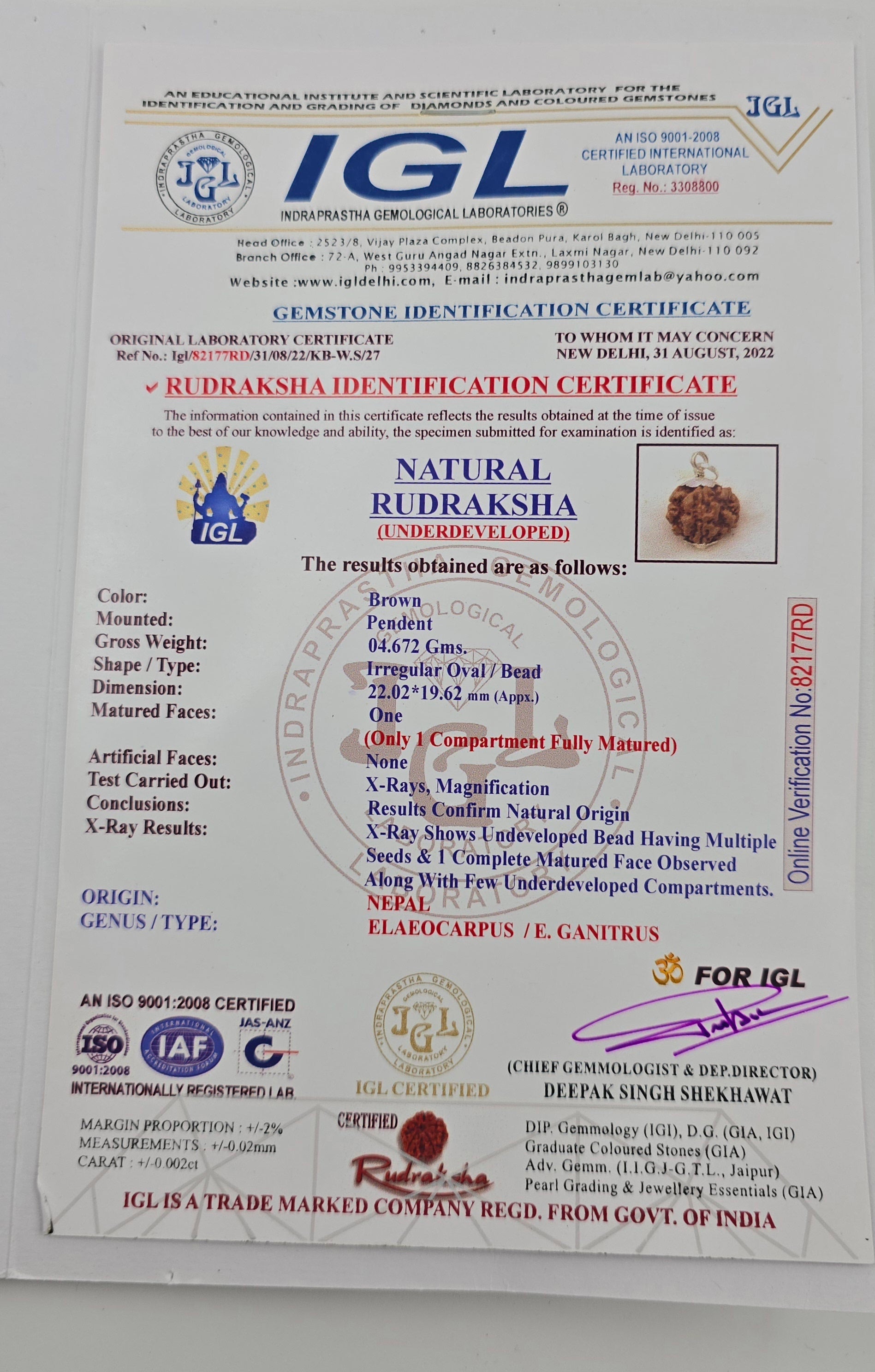 1 Mukhi Rudraksha GOL Dana