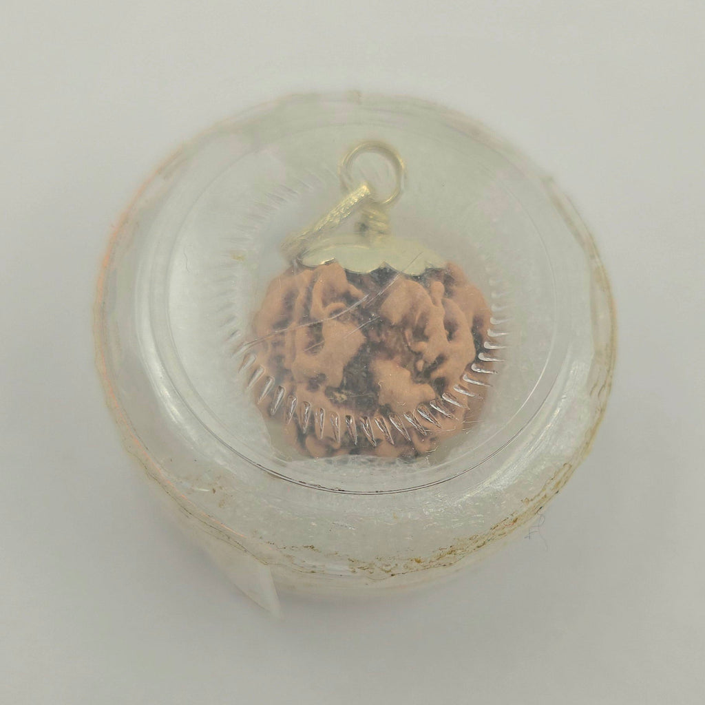 1 Mukhi Rudraksha GOL Dana