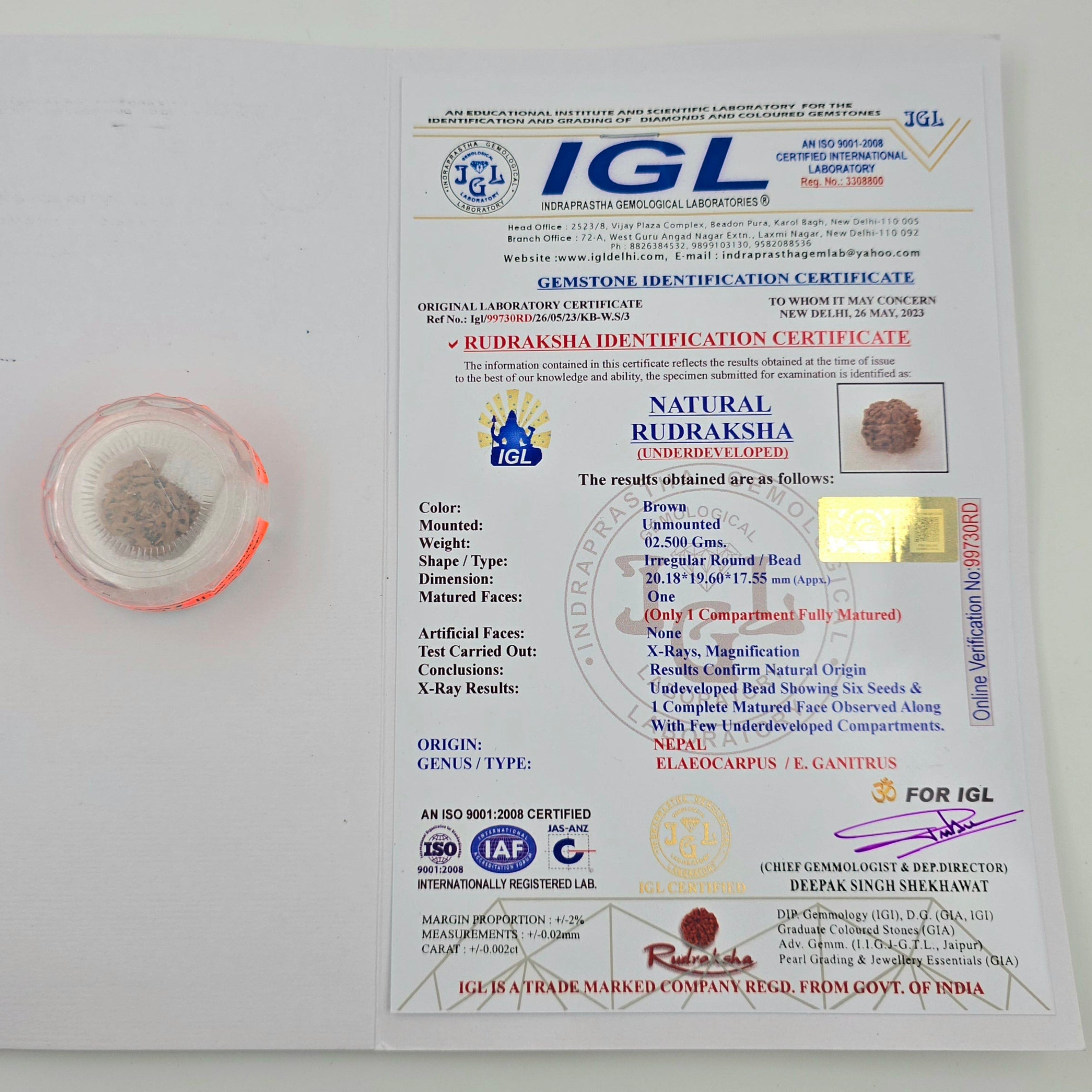 1 Mukhi Rudraksha GOL Dana