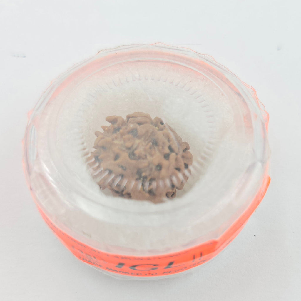 1 Mukhi Rudraksha GOL Dana