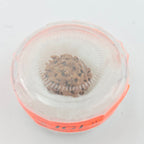 1 Mukhi Rudraksha GOL Dana