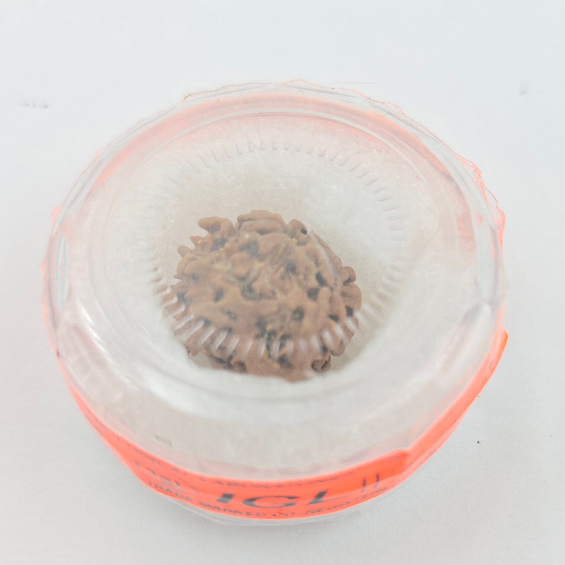 1 Mukhi Rudraksha GOL Dana