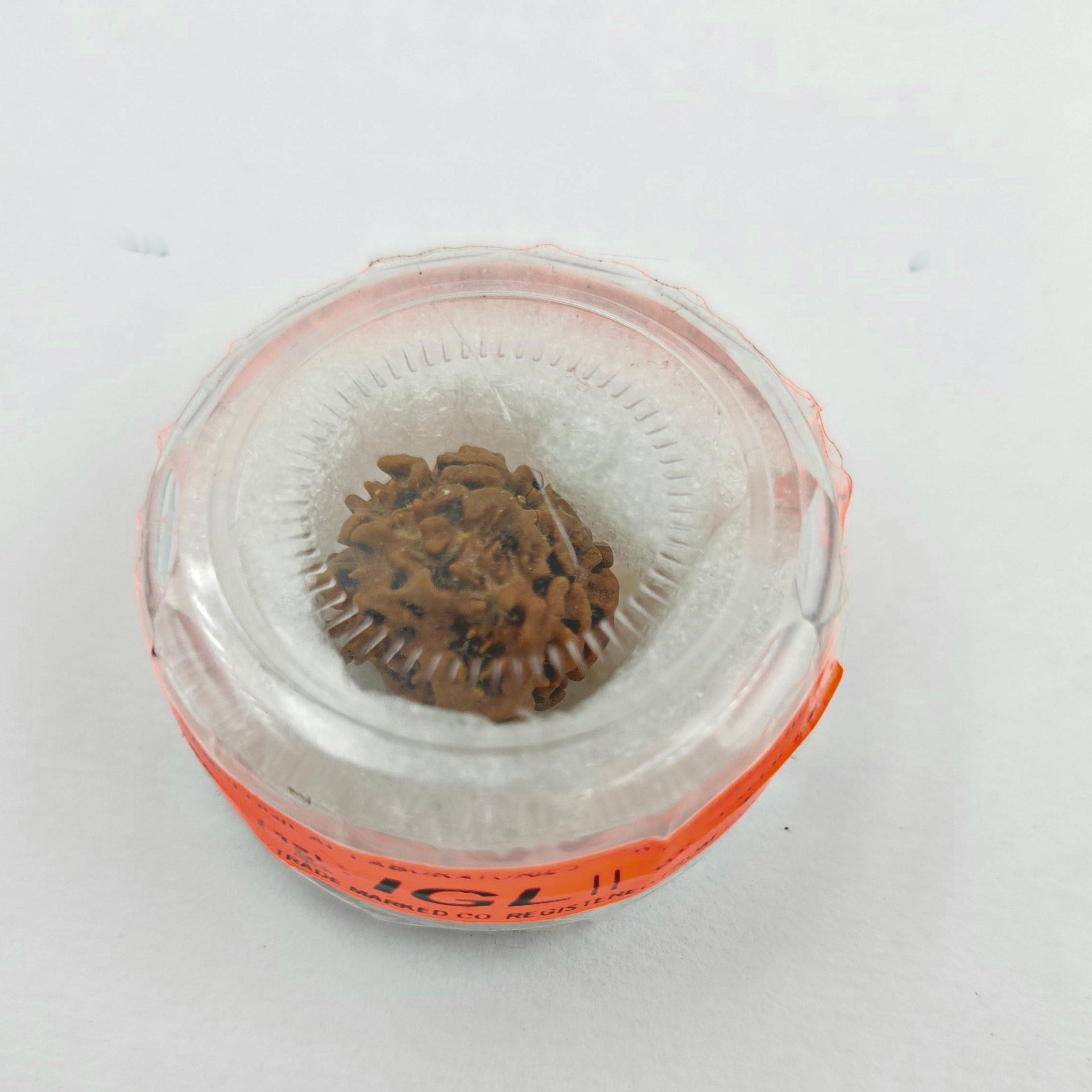 1 Mukhi Rudraksha GOL Dana