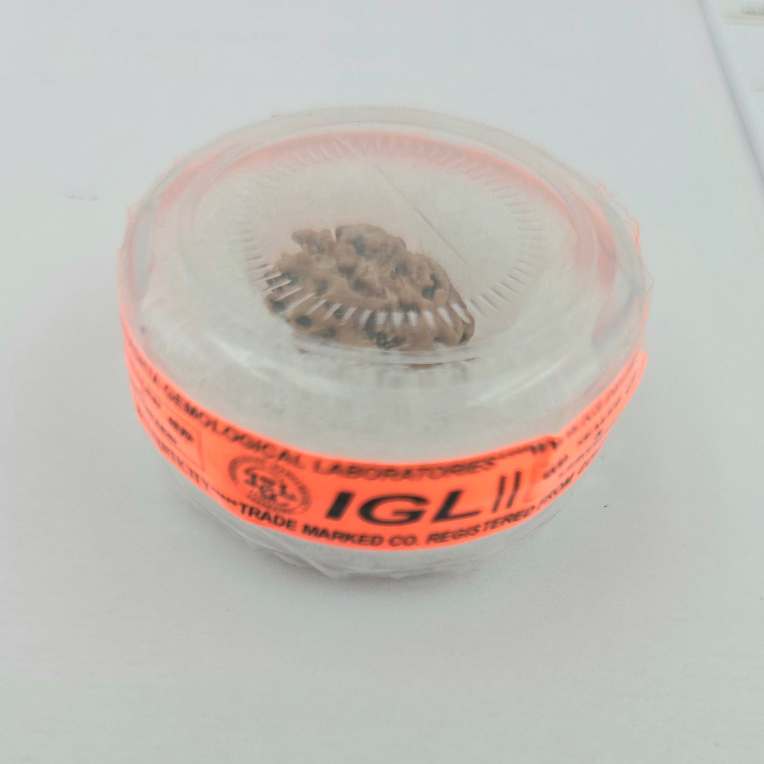 1 Mukhi Rudraksha GOL Dana