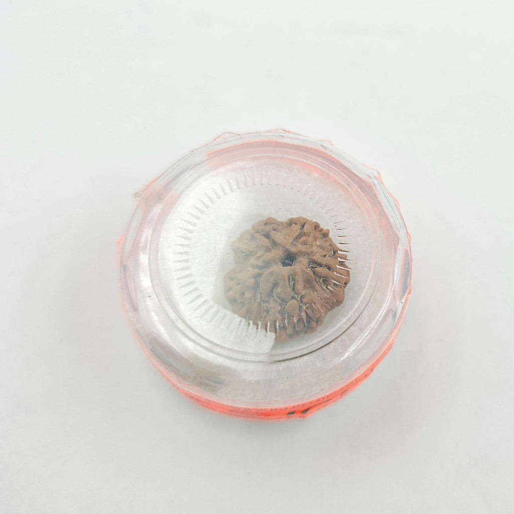 1 Mukhi Rudraksha GOL Dana