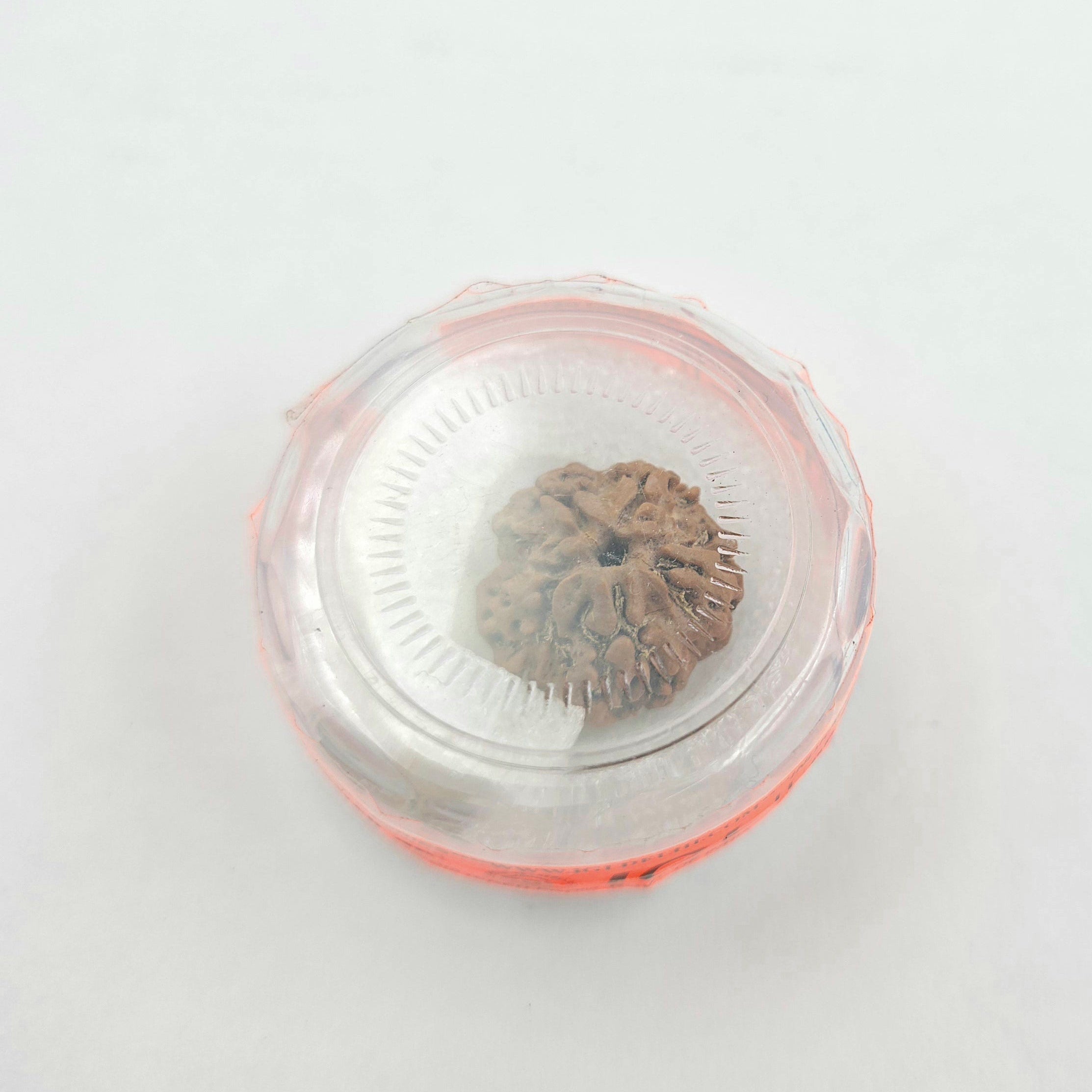 1 Mukhi Rudraksha GOL Dana