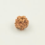 1 Mukhi Rudraksha GOL Dana