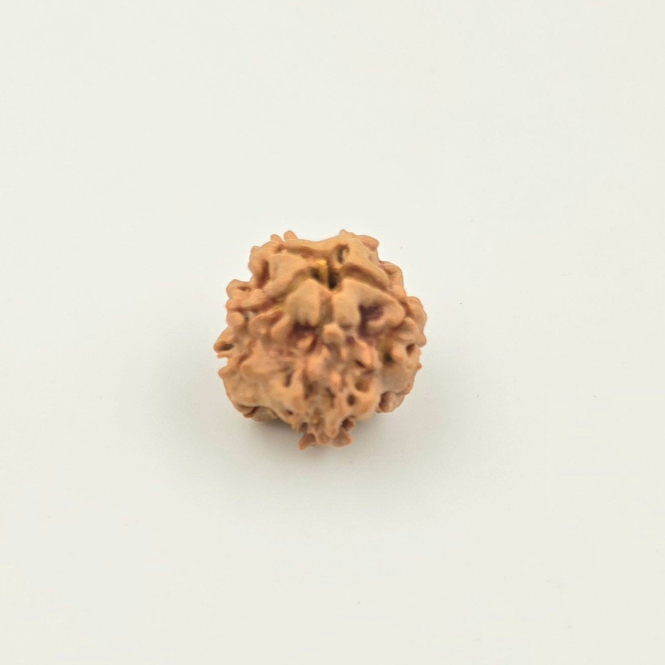 1 Mukhi Rudraksha GOL Dana