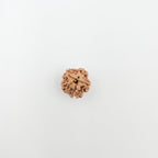 1 Mukhi Rudraksha GOL Dana