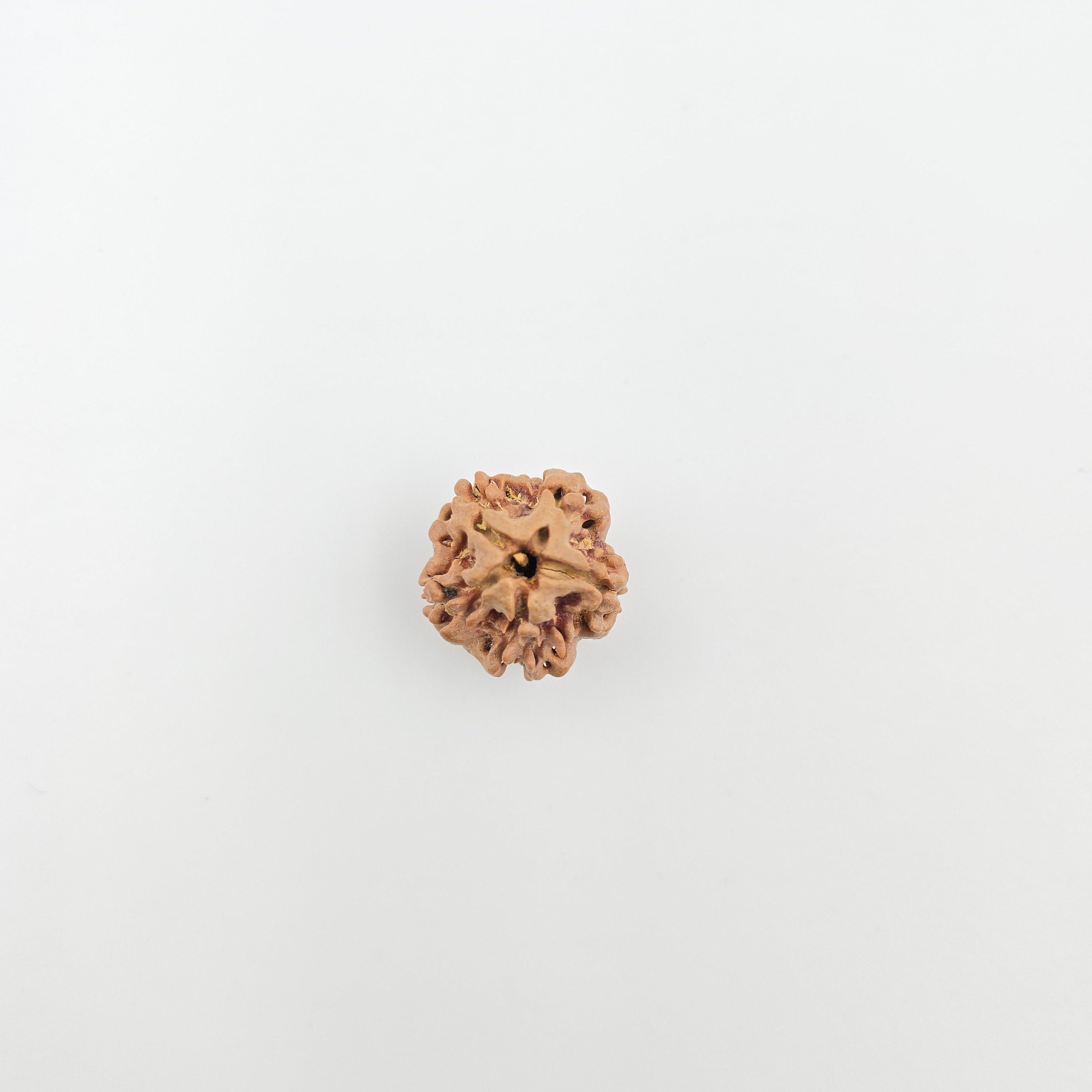 1 Mukhi Rudraksha GOL Dana
