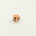 1 Mukhi Rudraksha GOL Dana