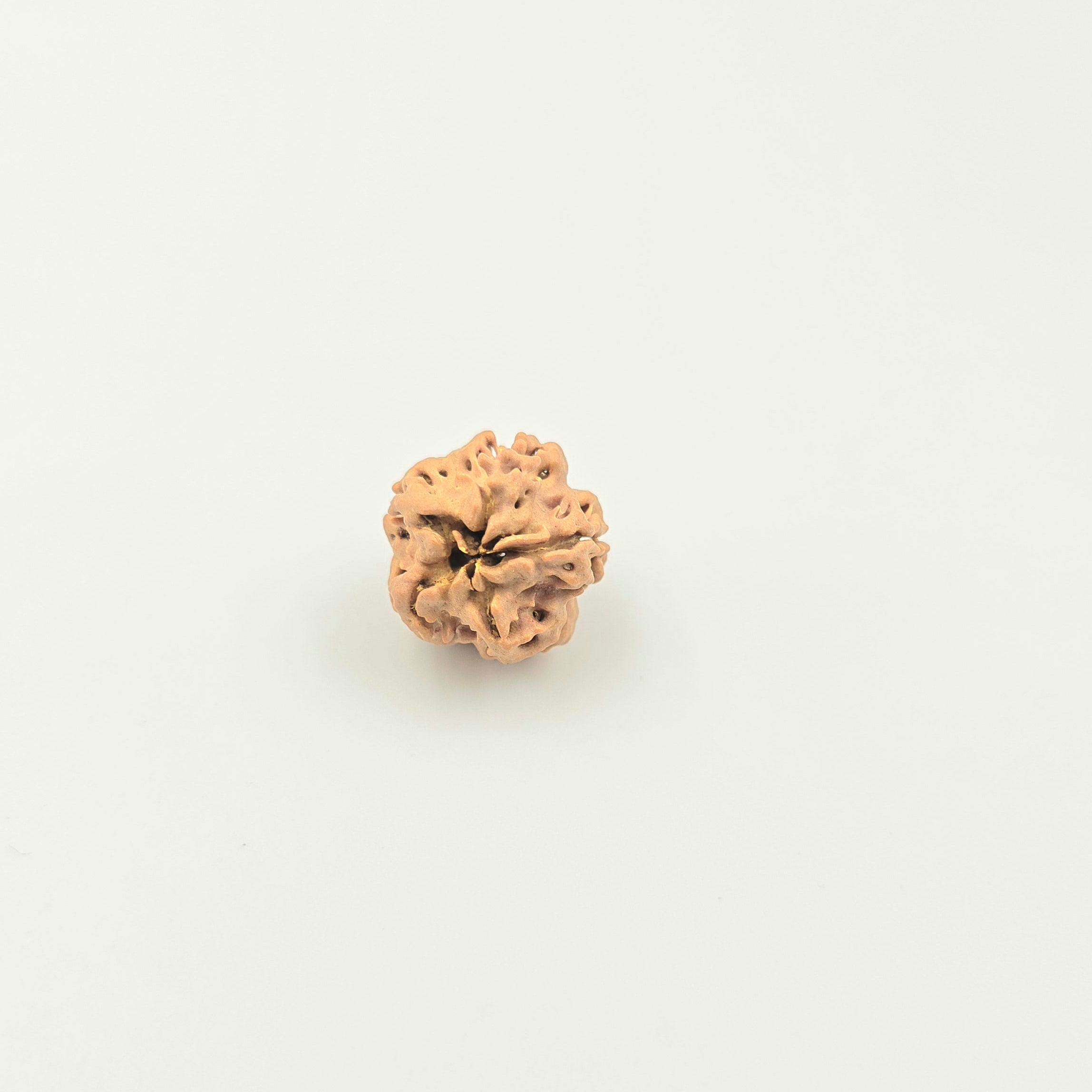 1 Mukhi Rudraksha GOL Dana
