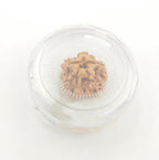 1 Mukhi Rudraksha GOL Dana