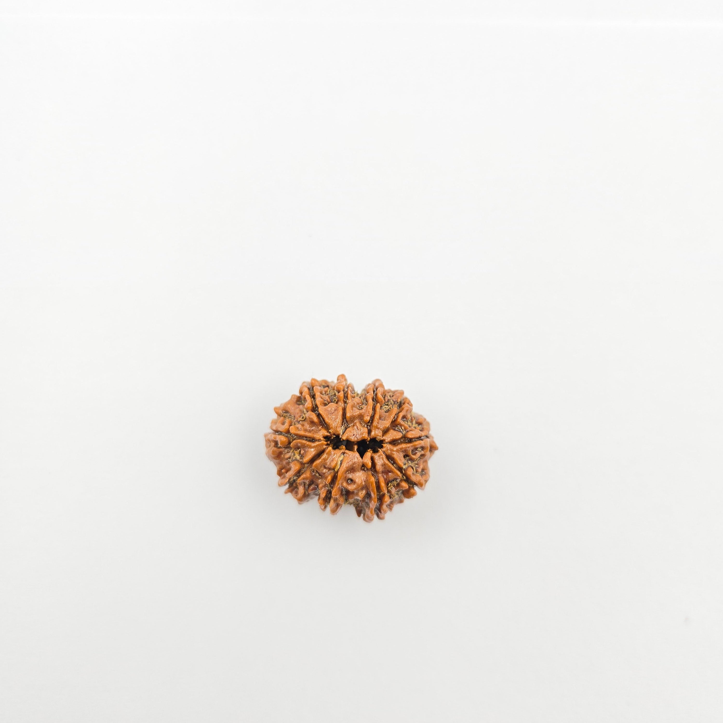 10-Mukhi