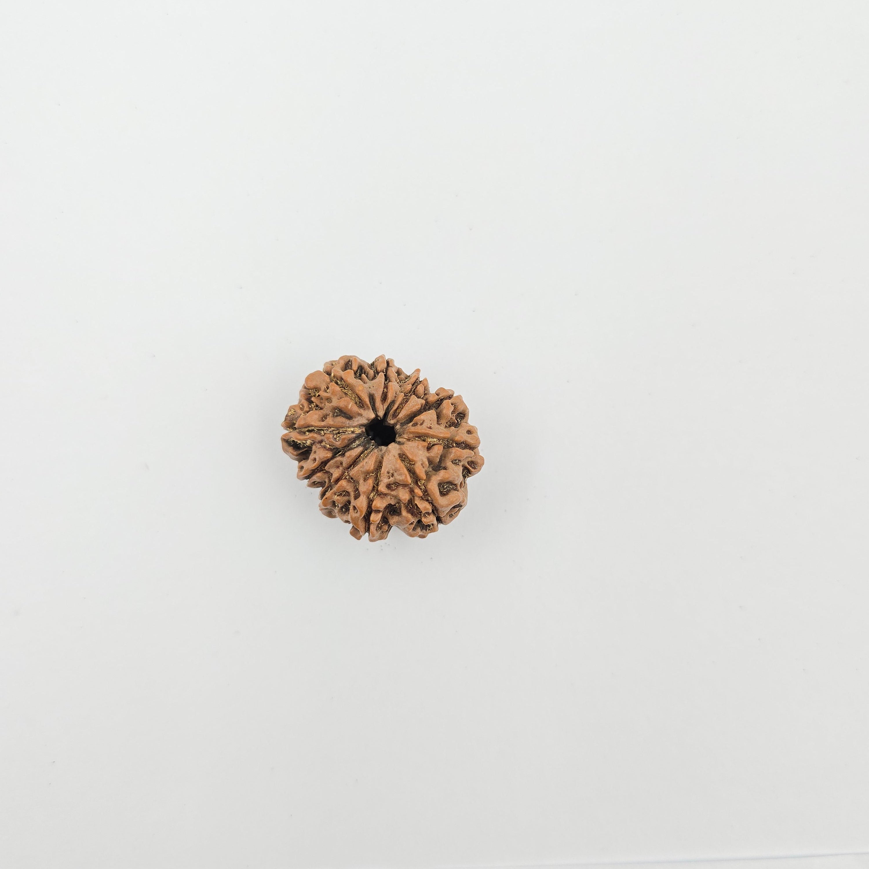 10-Mukhi
