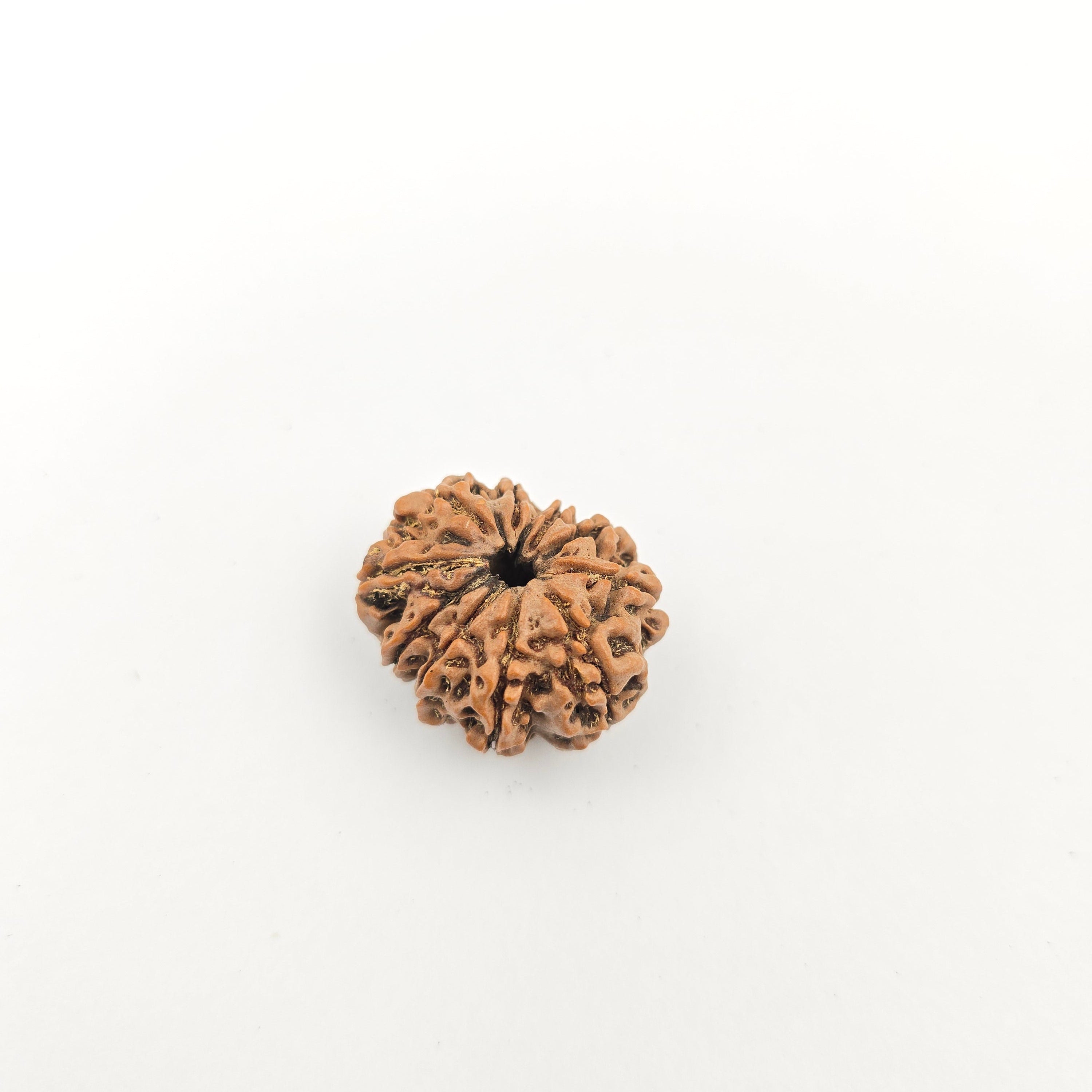 10-Mukhi