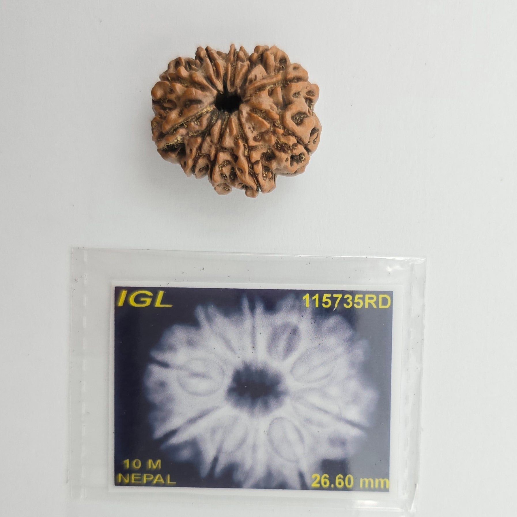 10-Mukhi