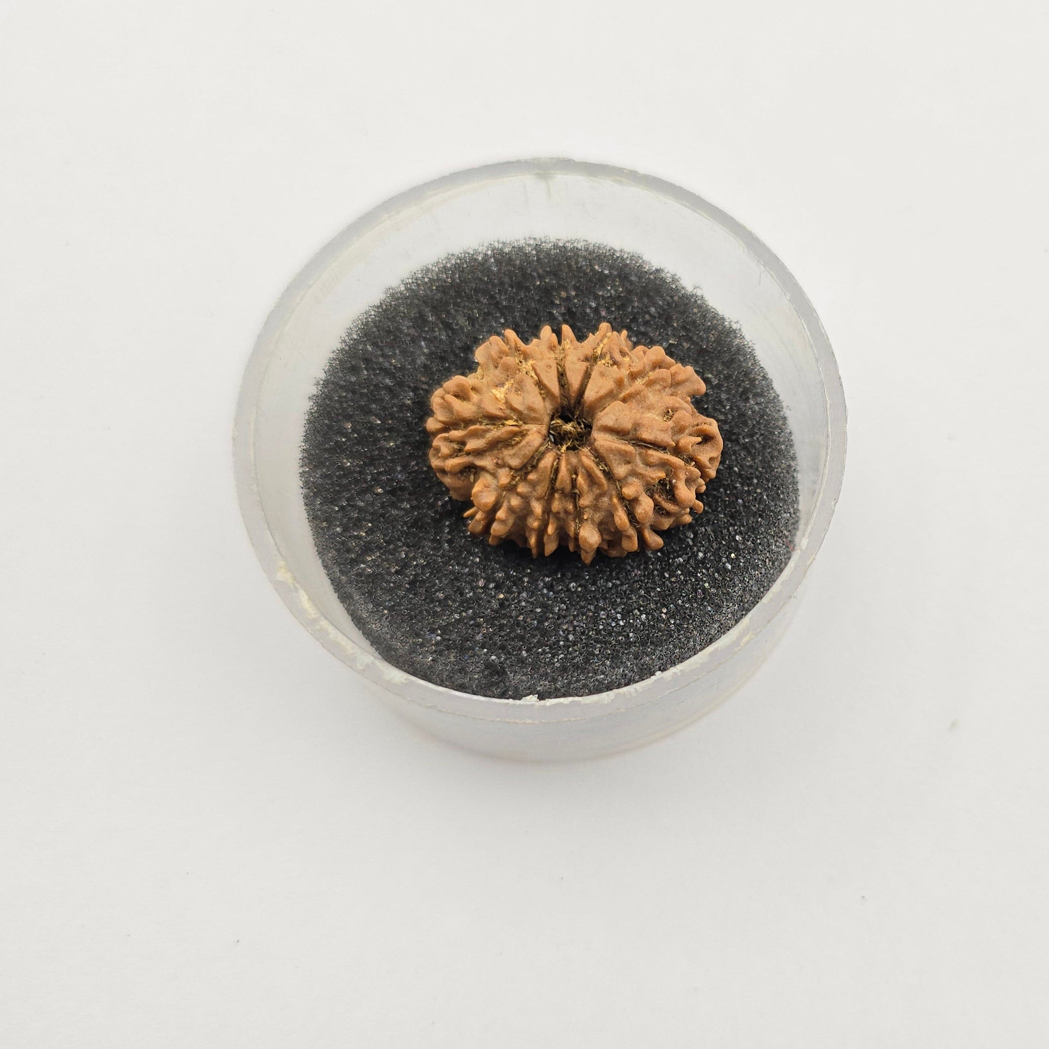10-Mukhi